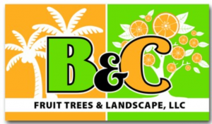 B&C Trees Logo