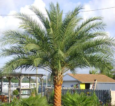 Palm Trees Cape Coral