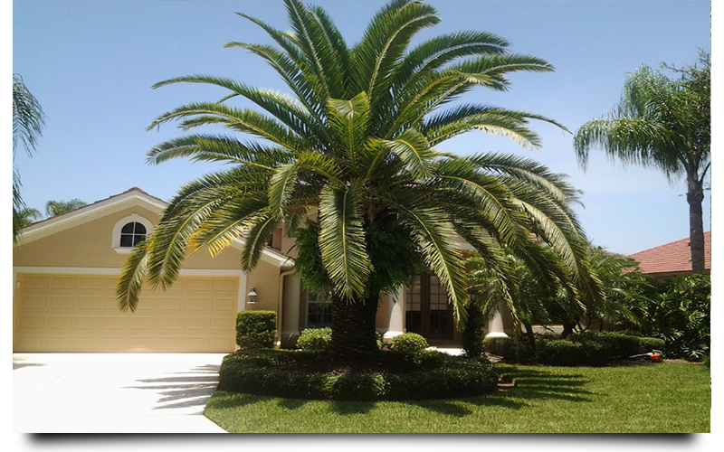 Canary Palm Trees Cape Coral