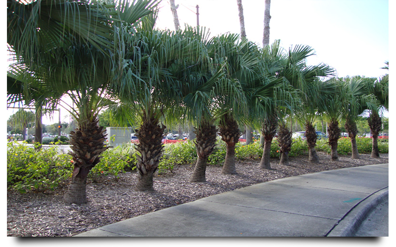 Chinese Palm Trees Cape Coral;