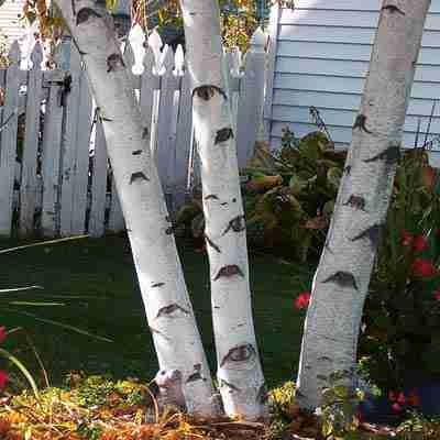 Top 5 Fast Fastest Growing Trees For Your Yard cape coral