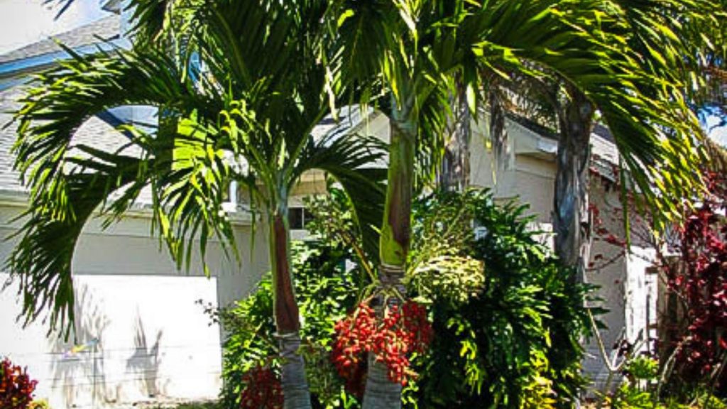 What-Is-The-Most-Popular-Tropical-Tree-Cape-Coral