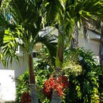 What-Is-The-Most-Popular-Tropical-Tree-Cape-Coral