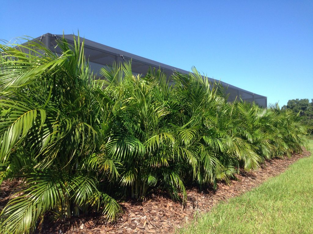 The Most Popular Tropical Trees in Cape Coral