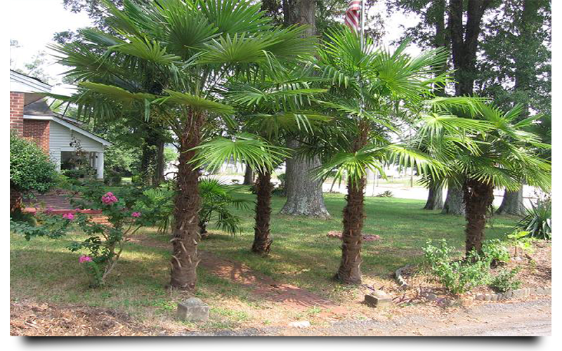 Wndmill Palm Trees Cape Coral