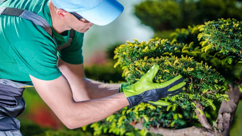 7 Tips for Summer Tree Care