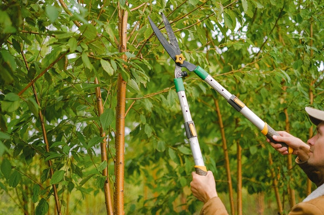 7 Tips for Summer Tree Care prune