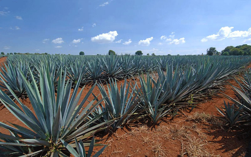 Blue Agave Cape Coral 1