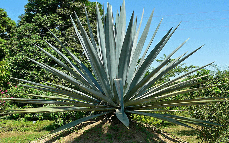 Blue Agave Cape Coral