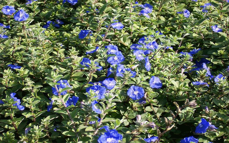 Blue Daze Cape Coral flower