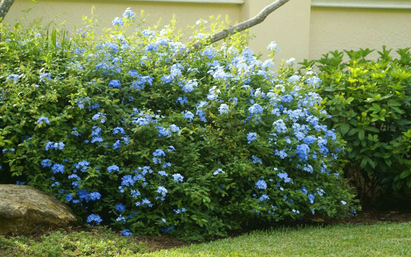 Blue Plumbago Cape Coral plant