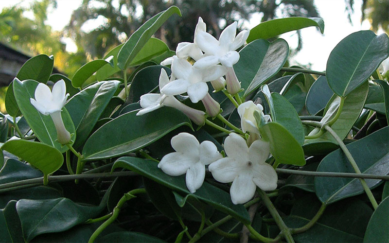 Bridal Bouquet Cape Coral plant