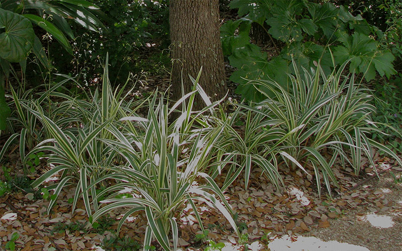 Flax Lily Cape Coral 1