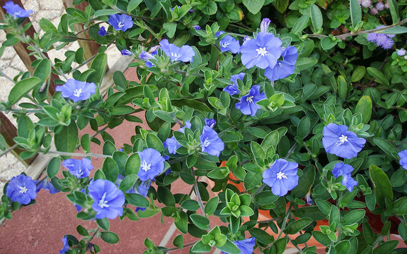 Flowering Plants in Cape Coral blue daze