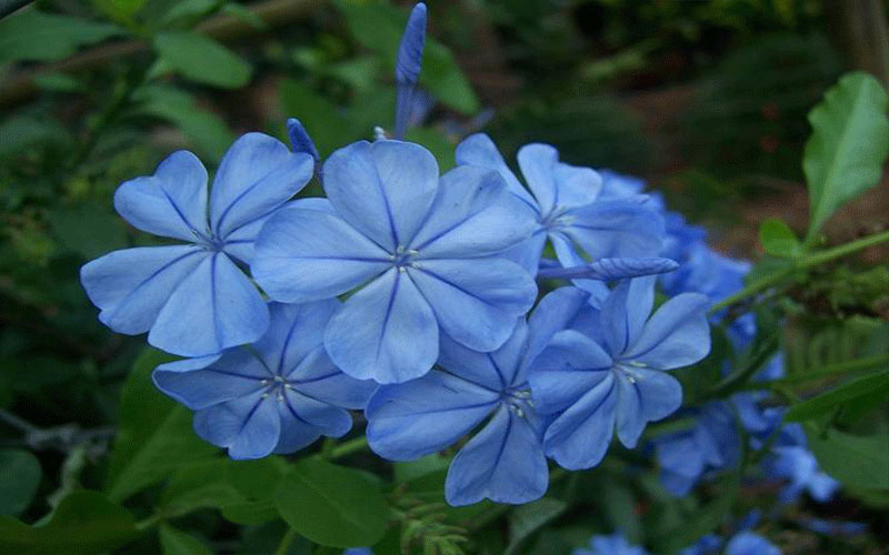 Flowering Plants in Cape Coral blue plumbago