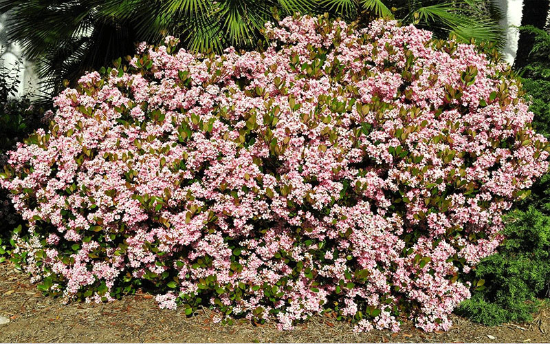 Flowering Plants in Cape Coral indian hawthorn
