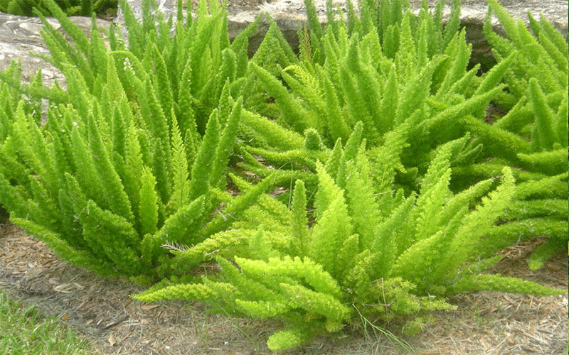 Foxtail Fern Plants Cape Coral 3