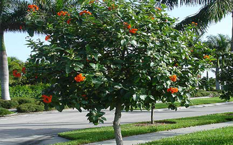 Geiger Tree Cape Coral