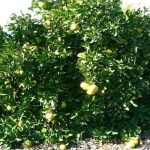 Grapefruit Citrus Trees Cape Coral - Flame 1
