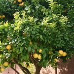 Grapefruit Citrus Trees Cape Coral - Hirado Buntan 1