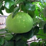 Grapefruit Citrus Trees Cape Coral - Hirado Buntan 3