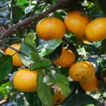 Grapefruit Citrus Trees Cape Coral - Ruby Red 1