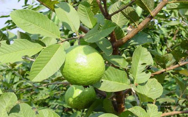 Guava fruit tree cape coral