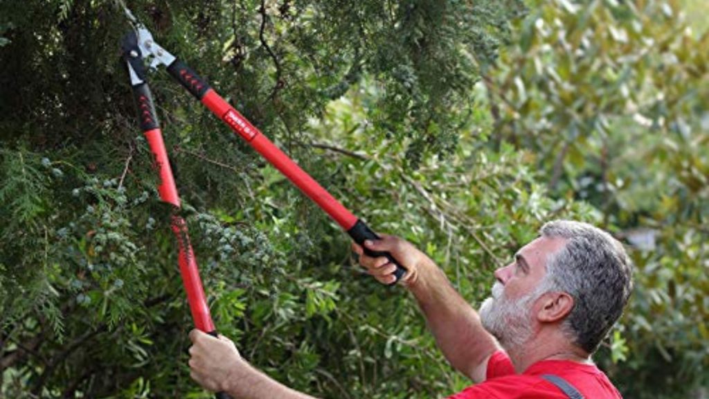 How-to-identify-a-Professional-Tree-Service