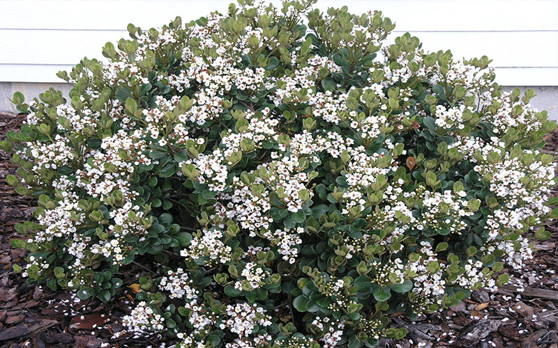 Indian Hawthorn Cape Coral 1