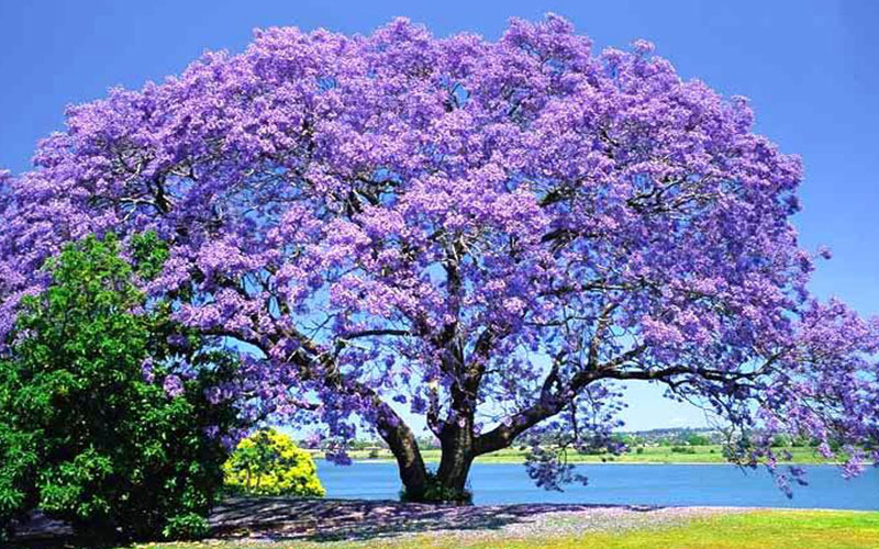 Jacaranda Tree Cape Coral