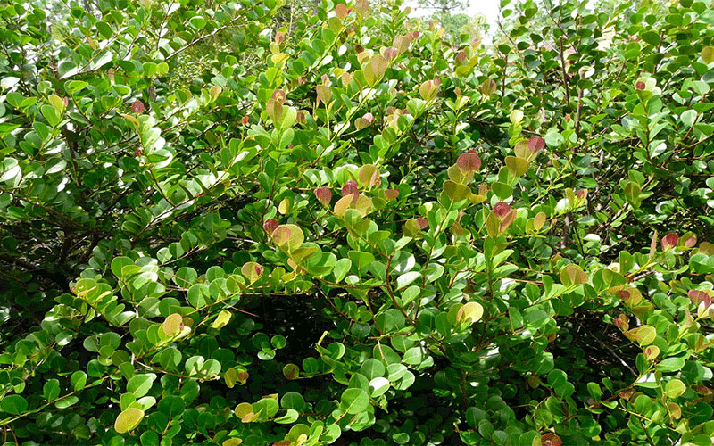 Landscape Shrub Plants in Cape Coral red-tipped-cocoplum