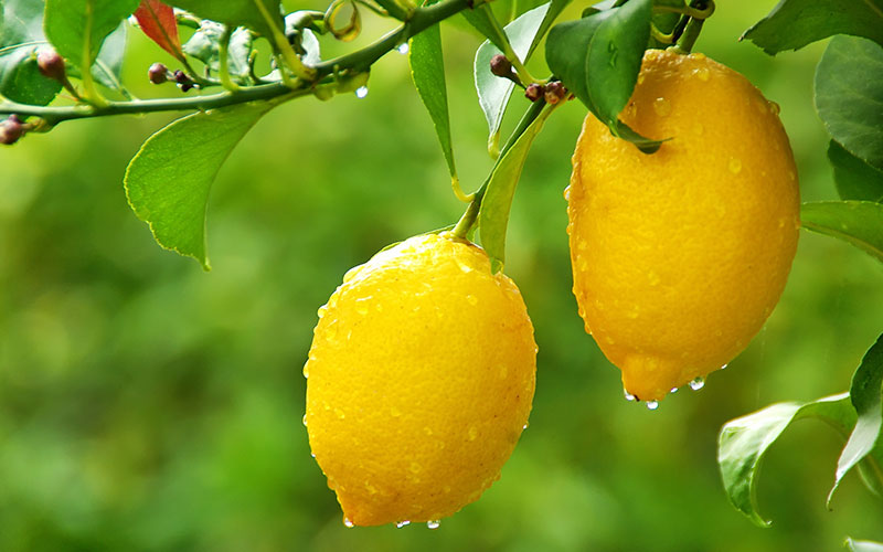 Lemon Citrus Trees Cape Coral 1