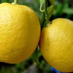 Lemon Citrus Trees Cape Coral - Bearrs 1