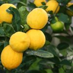 Lemon Citrus Trees Cape Coral - Bearrs 3