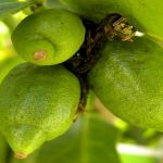 Lemon Citrus Trees Cape Coral - Eureka 1