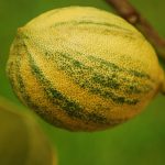 Lemon Citrus Trees Cape Coral - Eureka 2