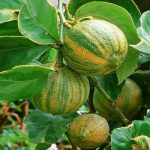 Lemon Citrus Trees Cape Coral - Eureka 3