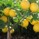 Lemon Citrus Trees Cape Coral - Meyers 1