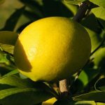 Lemon Citrus Trees Cape Coral - Meyers 2