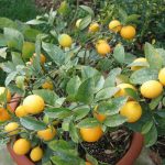 Lemon Citrus Trees Cape Coral - Meyers 3