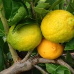 Lemon Citrus Trees Cape Coral - Ponderosa 1