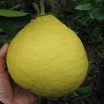 Lemon Citrus Trees Cape Coral - Ponderosa 2