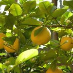Lemon Citrus Trees Cape Coral - Ponderosa 3