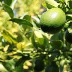 Lime Citrus Trees Cape Coral - Key Lime 3