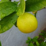 Lime Citrus Trees Cape Coral - Key Limequat 1