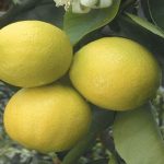 Lime Citrus Trees Cape Coral - Key Limequat 2