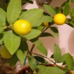 Lime Citrus Trees Cape Coral - Key Limequat 3