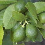 Lime Citrus Trees Cape Coral - Persian 1