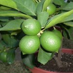 Lime Citrus Trees Cape Coral - Persian 3