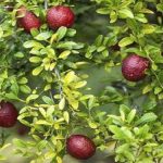 Lime Citrus Trees Cape Coral - Red Lime 1